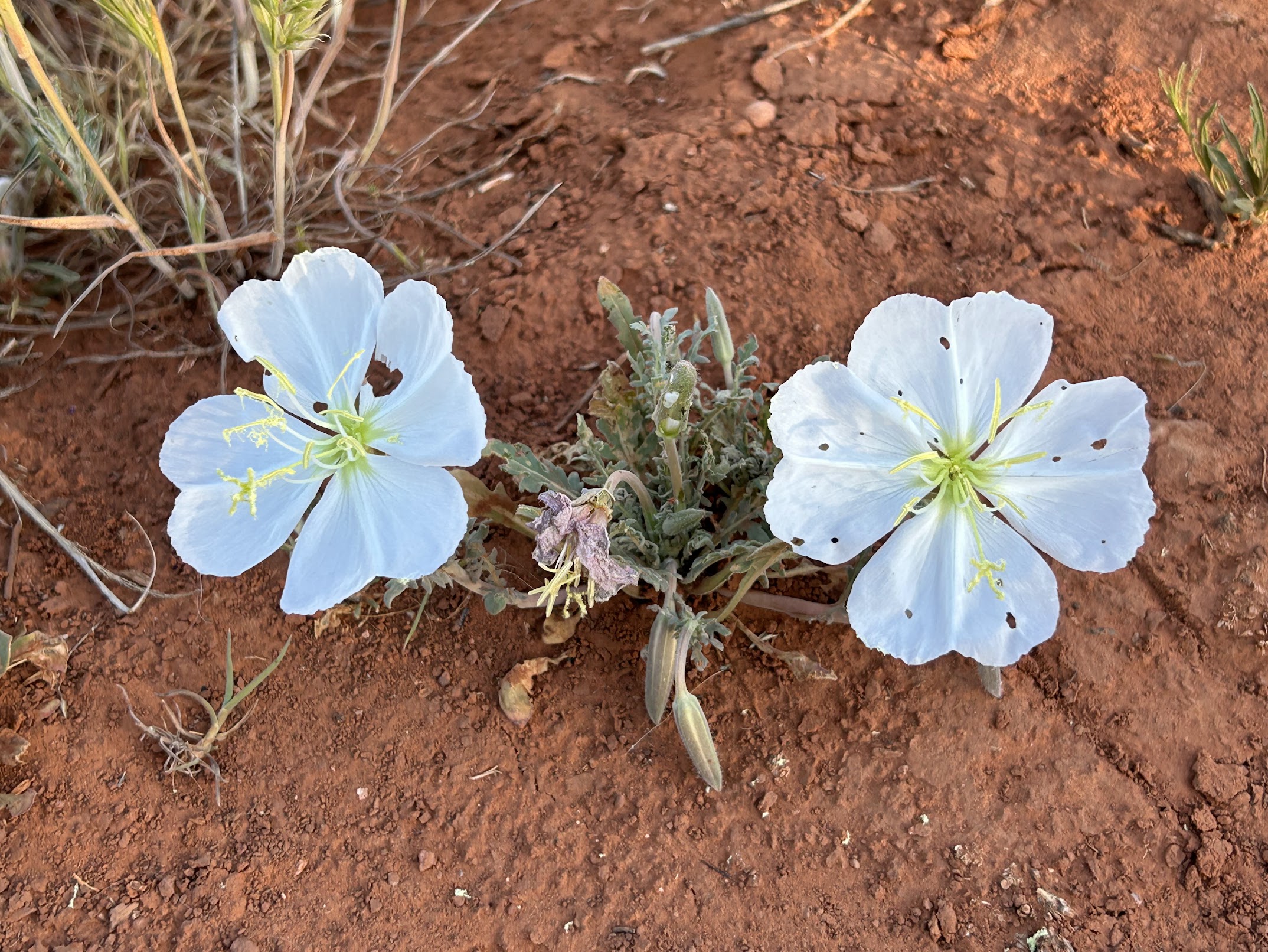 White desert flowers blooming on a morning run trail
